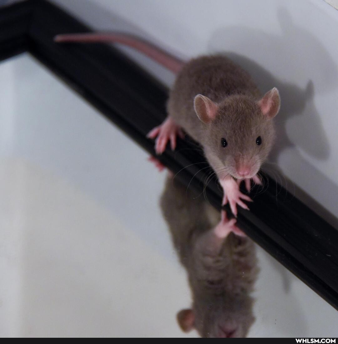 rat, baby_rat, rats, baby_animals