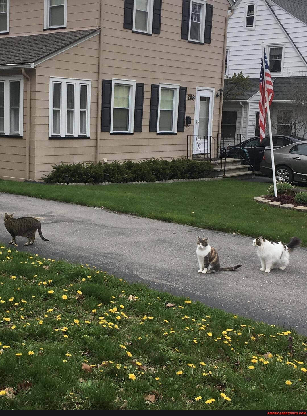 neighborhoods, cat, gang, hang, house, run