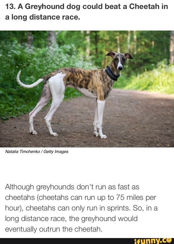 13. A Greyhound dog could beat a Cheetah in a long distance race. Although greyhounds don't run