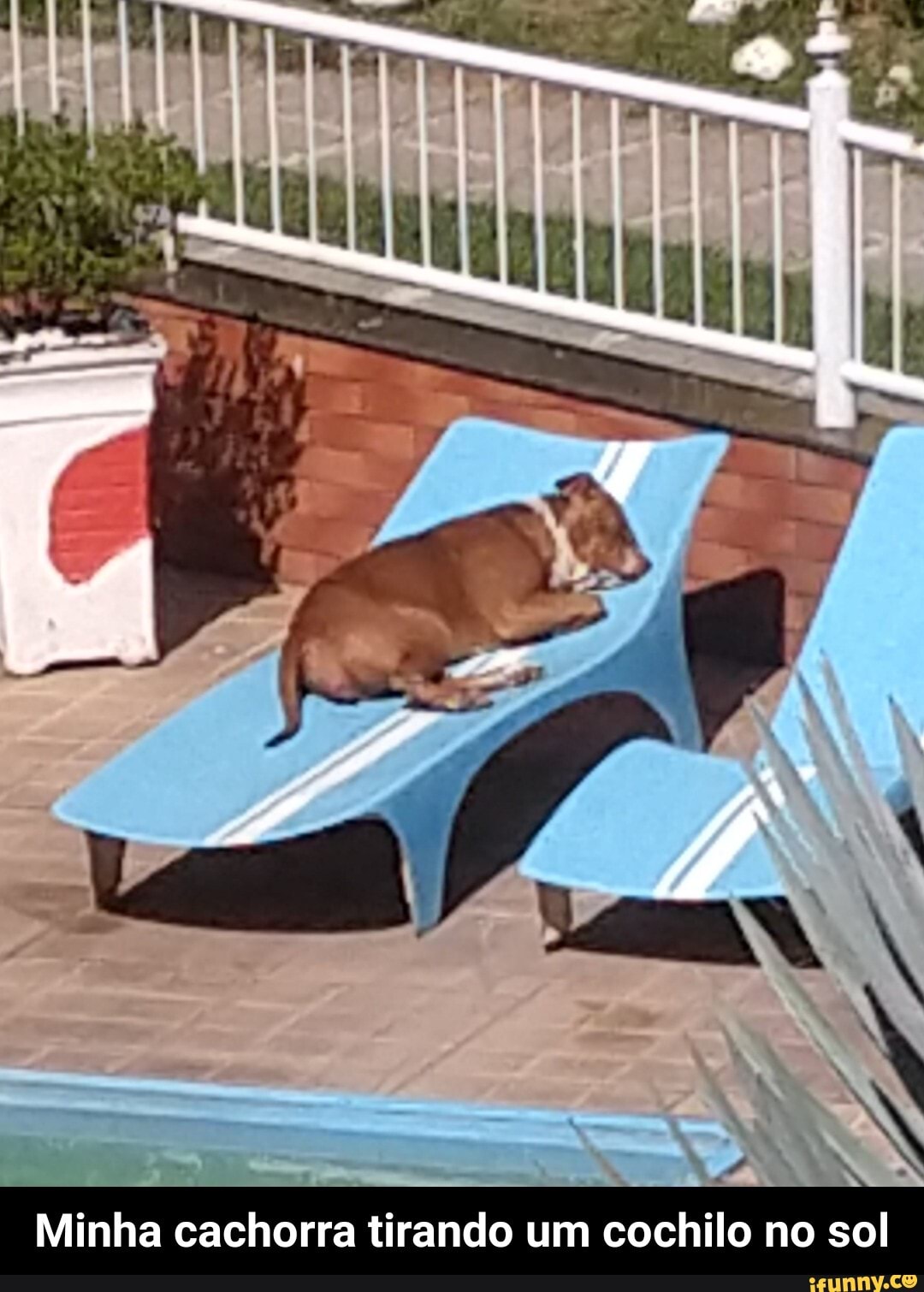 Minha cachorra tirando um cochilo no sol - Minha cachorra tirando um cochilo no sol