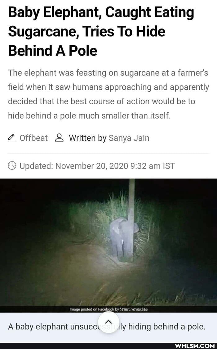 Baby Elephant, Caught Eating
Sugarcane, Tries To Hide
Behind A Pole
The elephant was feasting on sugarcane at a farmer's field when it saw humans approaching and apparently decided that the best course of action would be to hide behind a pole much smaller than itself.
Offbeat Written by Sanya Jain
Updated: November 20, 2020 am IST
en
A baby elephant unsucce ily hiding behind a pole.