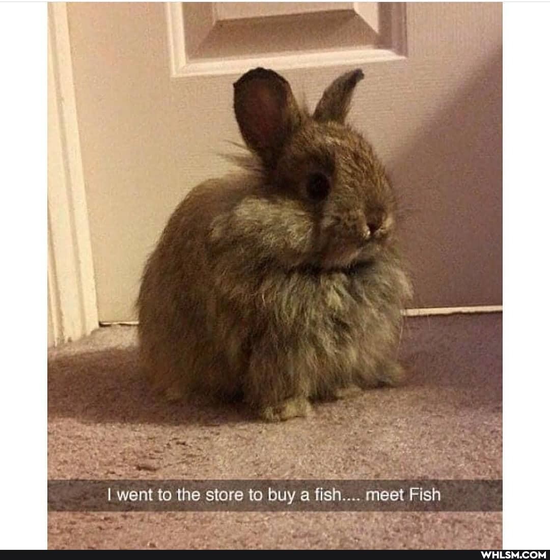I went to the store to buy a fish.... meet Fish