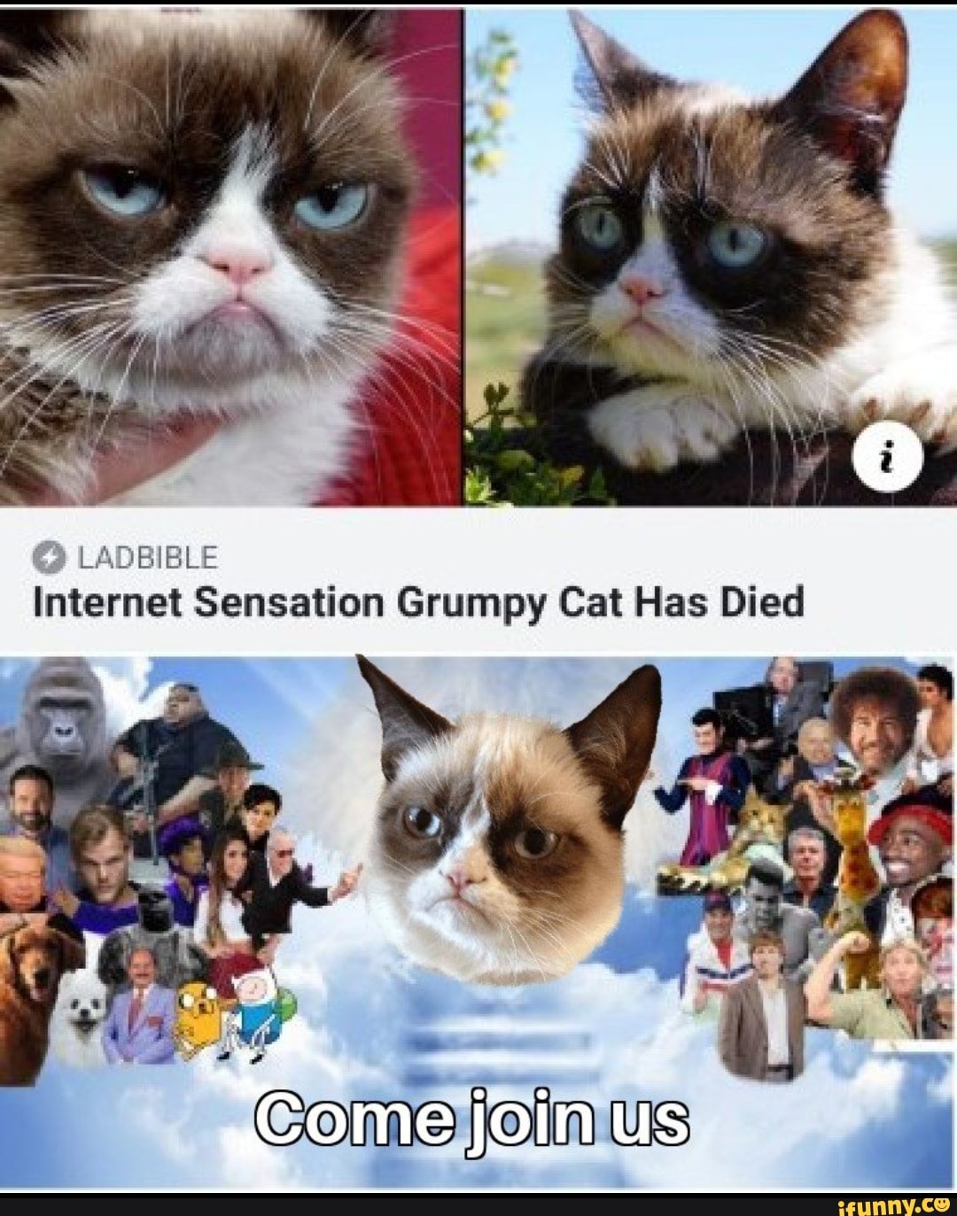 Grumpy перевод. Grumpy Cat мемы. Grumpy Cat эмоции. Grumpy Cat died. Грампи Кэт и бисмарк.