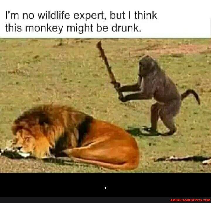 I'm no wildlife expert. but I think this monkey might be drunk.
SS - .