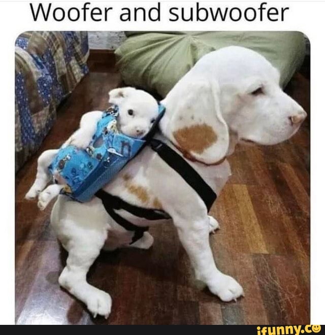 Woofer memes. Best Collection of funny Woofer pictures on iFunny