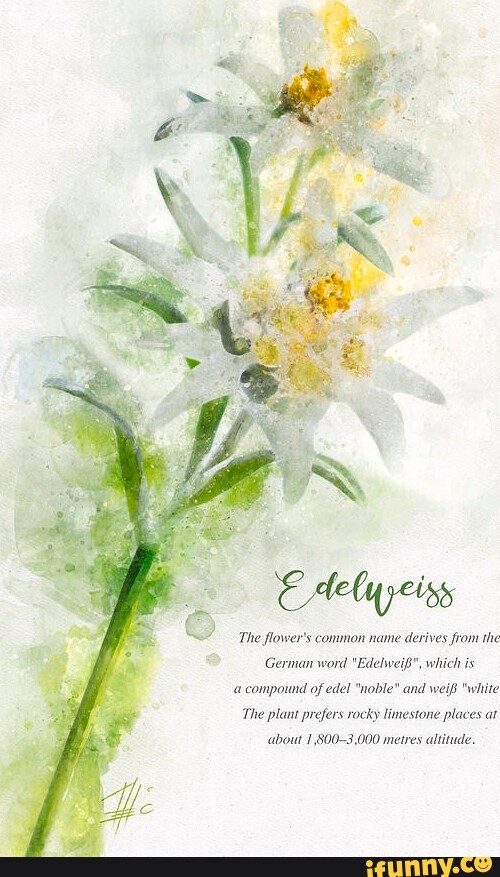 The flower's common name derives from the German word "Edehweip", which