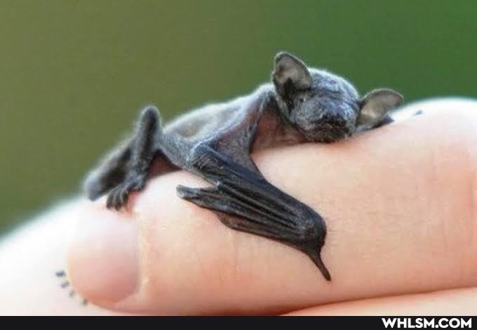 mildly_interesting, the_more_you_know, cute_animal, wholesome