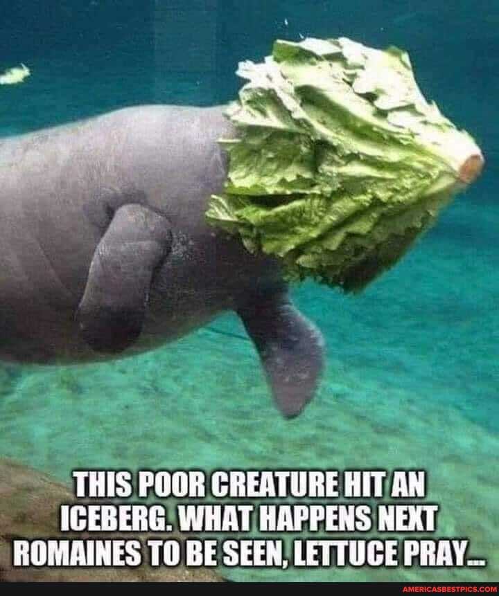 THIS POOR CREATURE AN ICEBERG! WHAT HAPPENS NEXT BOM SINES TO BE SEER. LETTUGE PRAY.