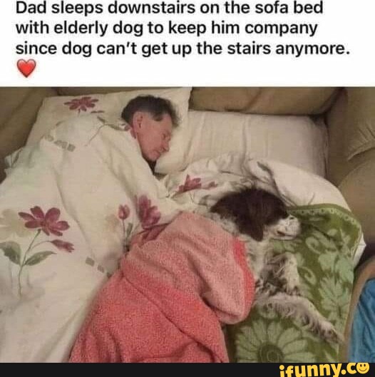 Dad sleeps downstairs on the sofa bed with elderly dog to keep him