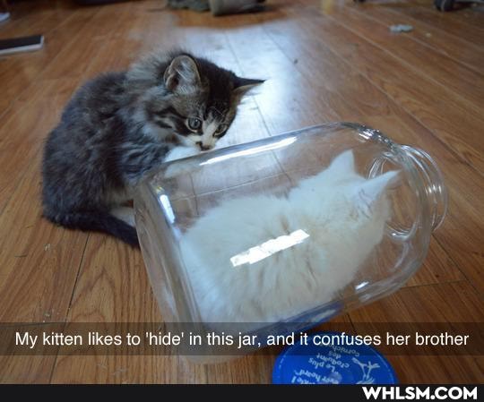 My kitten likes to 'hide' in this jar, and it confuses her brother