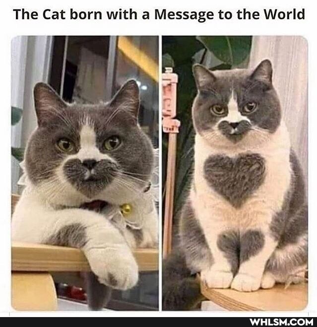 The Cat born with a Message to the World