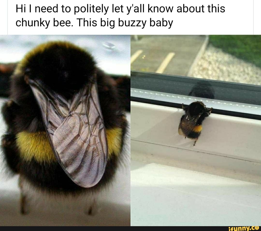 Hi I need to politely let y'all know about this
chunky bee. This big buzzy baby