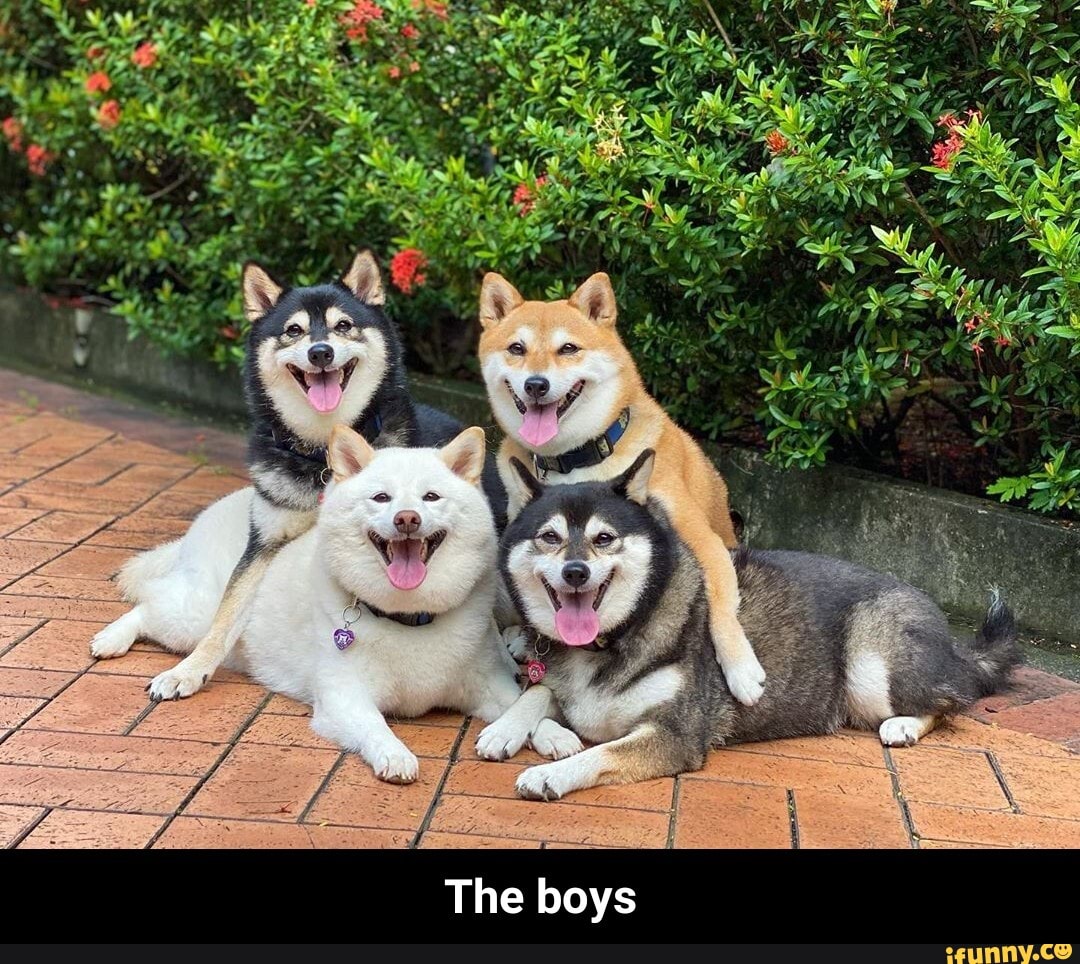 NY,
we
Ny
pe
AP
ot
The boys - The boys