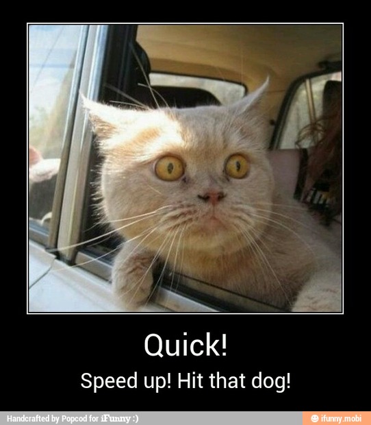 Quick!
Speed up! Hit that dog! - Quick!
Speed up! Hit that dog!