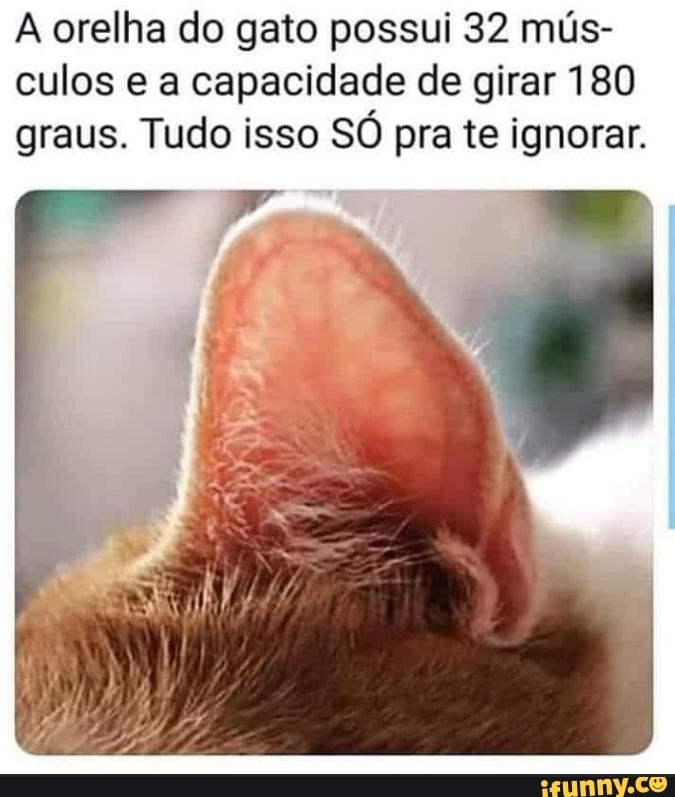 orelha do gato possui 32 mús- culos a capacidade de girar 180 graus. Tudo isso SO pra te ignorar.
ii