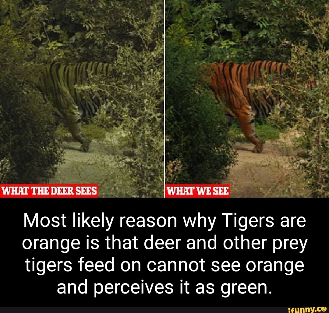 Tigers are orange to confuse their prey who see them as green