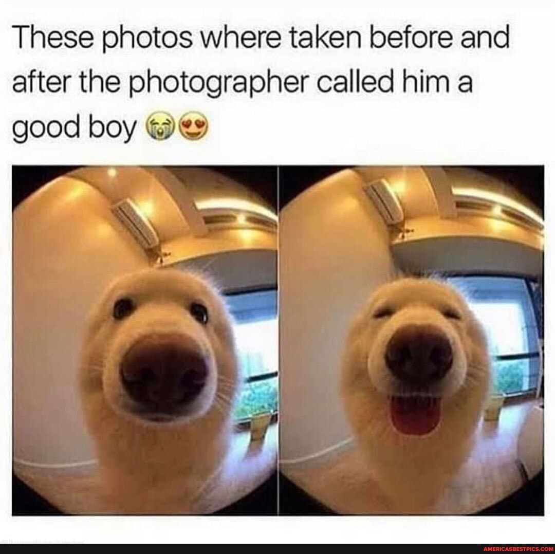 These photos where taken before and after the photographer called him a good boy