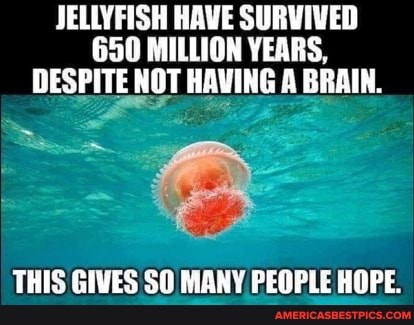JELLYFISH HAVE SURVIVED
650 MILLION YEARS,
DESPITE NOT HAVING A BRAIN.
THIS GIVES SO MANY PEOPLE HOPE.