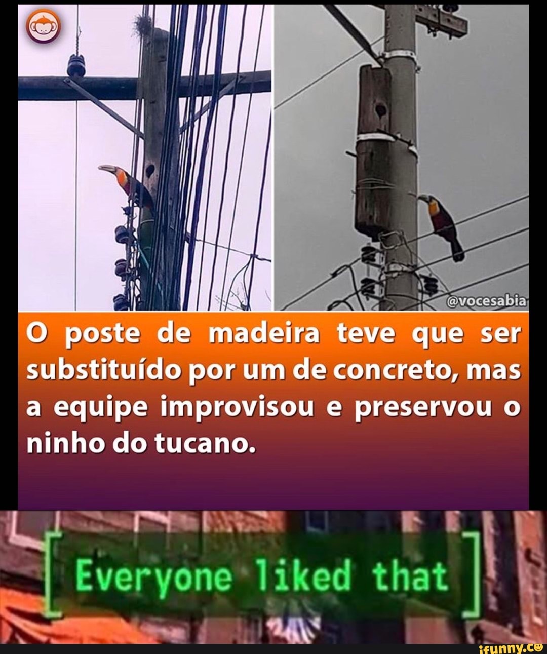 do a -
O poste de madeira teve que ser substituído por um de concreto, mas a equipe improvisou e preservou o ninho do tucano.
Everyone liked that