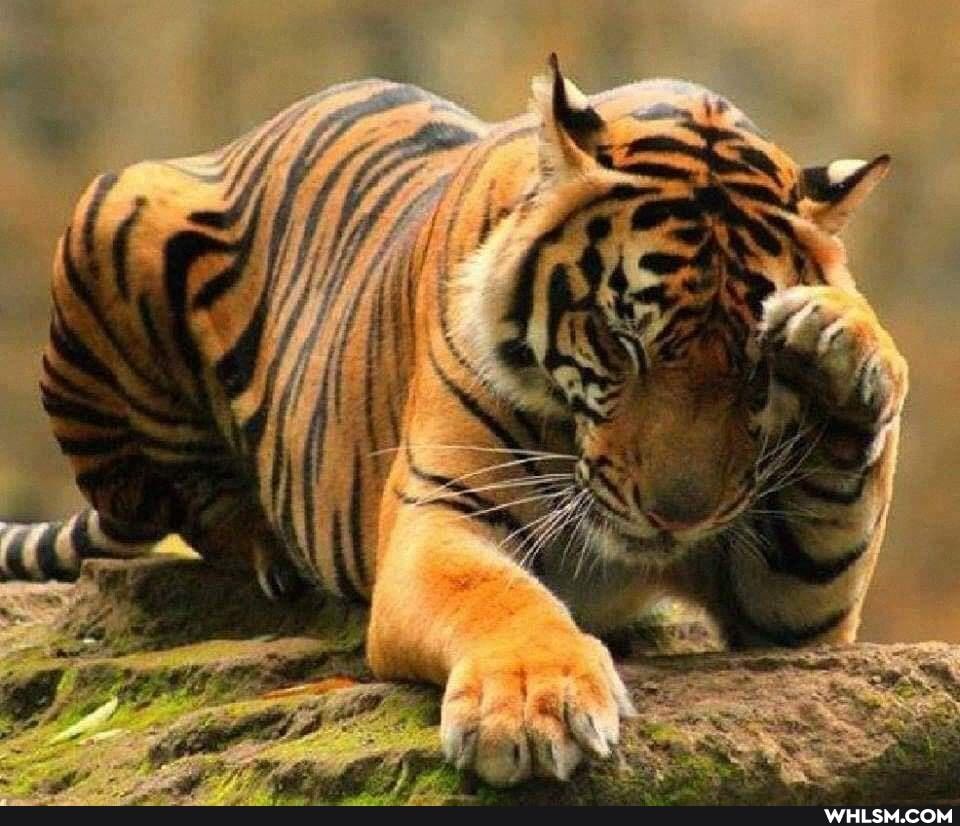 pets, baby_animals, cute_animal, funny_animal