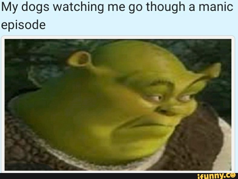 My dogs watching me go though a manic episode - iFunny :)