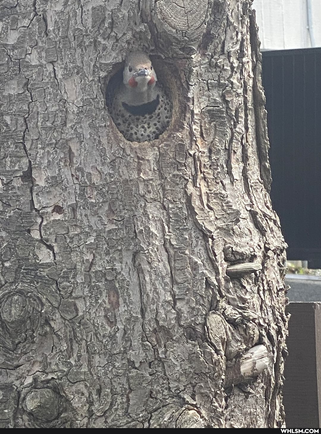 birds, baby_animals, nest, woodpecker, northernflicker