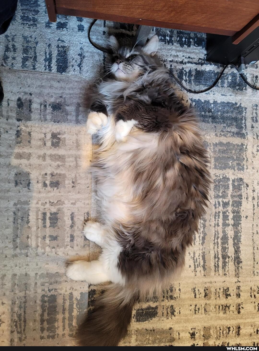 maine_noon, cat, cats, funny