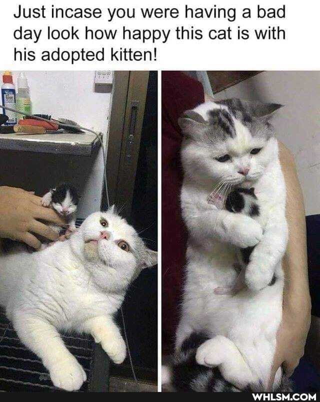 Just incase you were having a bad day look how happy this cat is with his adopted kitten!