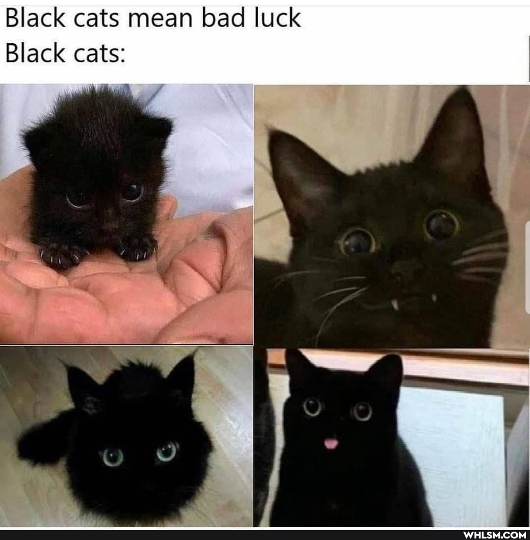 Black cats mean bad luck
Black cats: