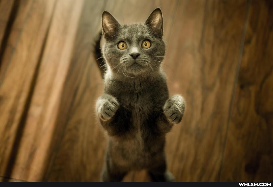 cat, cabbit, evolution, pets
