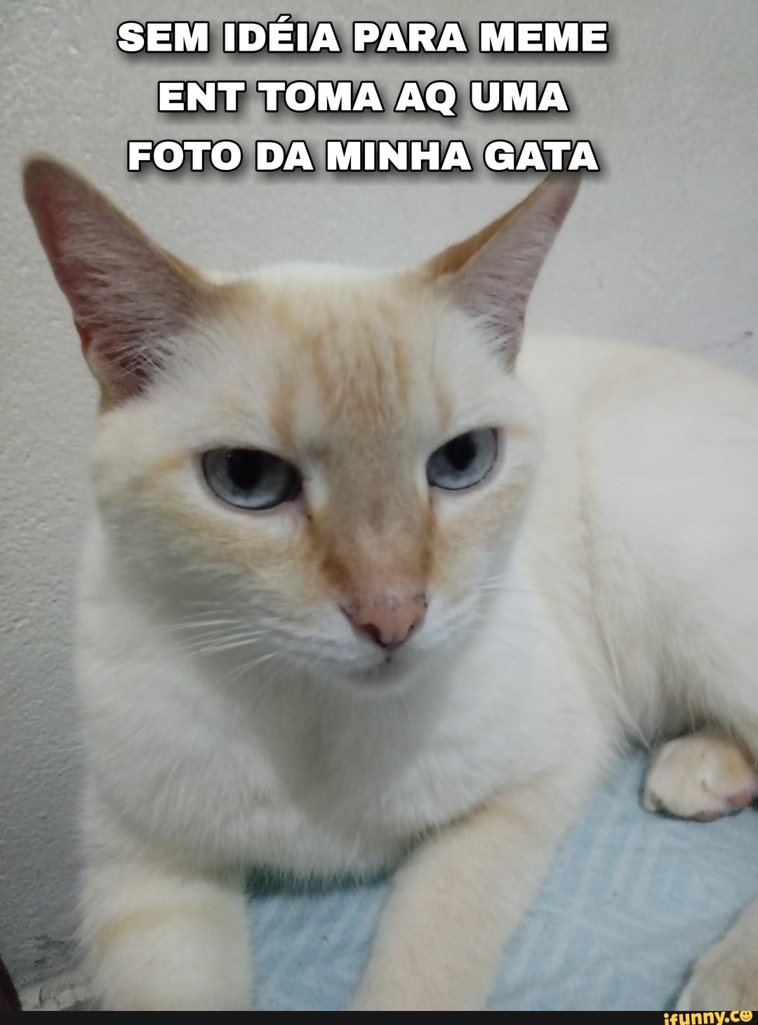 SEM IDÉIA PARA MEME ENT TOMA AQ UMA FOTO DA MINHA GATA