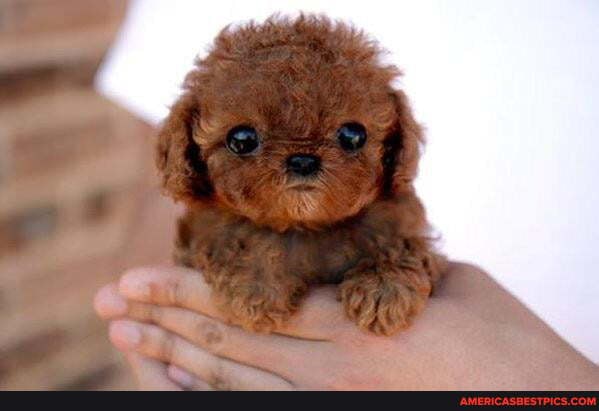 cute, small, fragile, haha