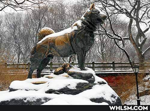 dogs, dogs_are_the_best_people, balto