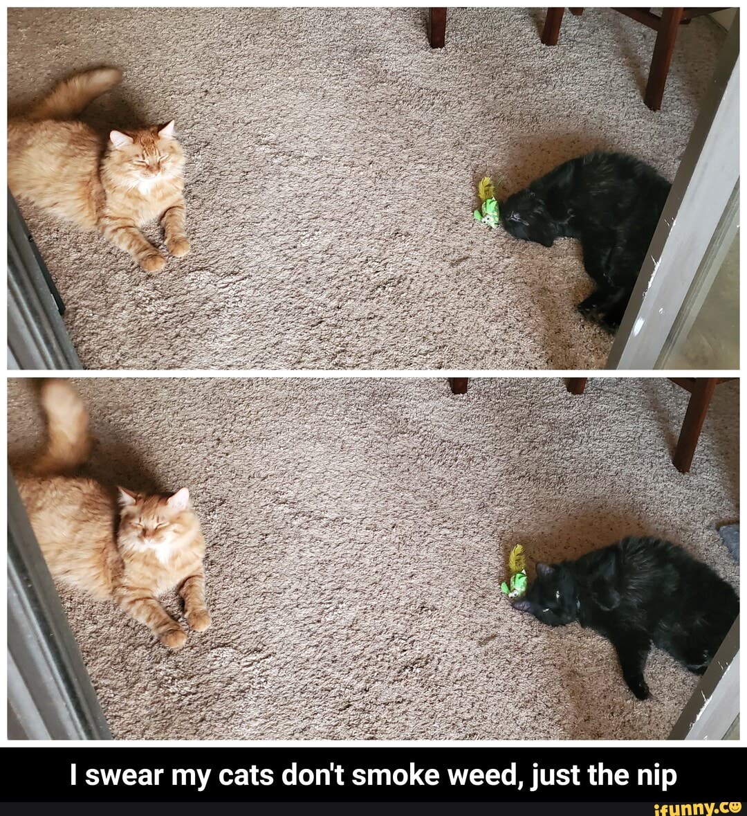 I swear my cats don't smoke weed, just the nip - I swear my cats don't smoke weed, just the nip