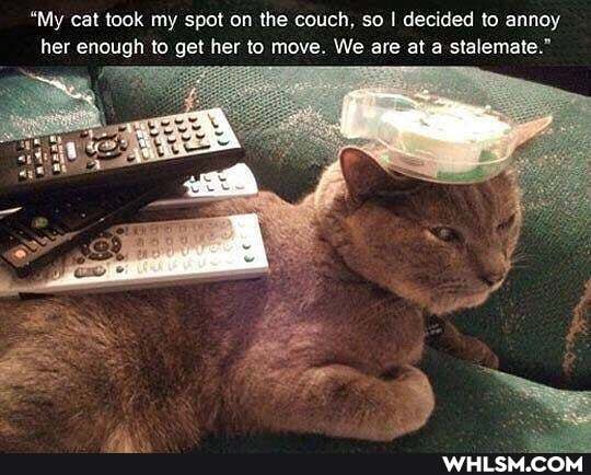 "My cat took my spot on the couch, so I I decided to annoy her enough to get her to move. We are at a stalemate."