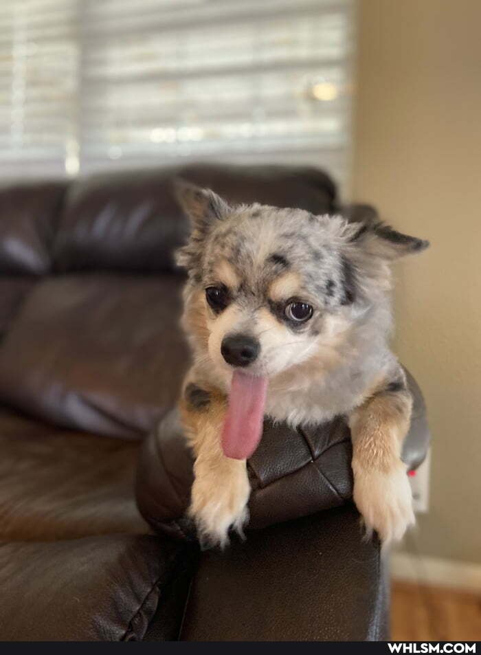 doggo, gene, simmons, tongue
