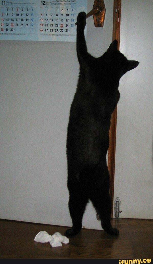 animals, cat