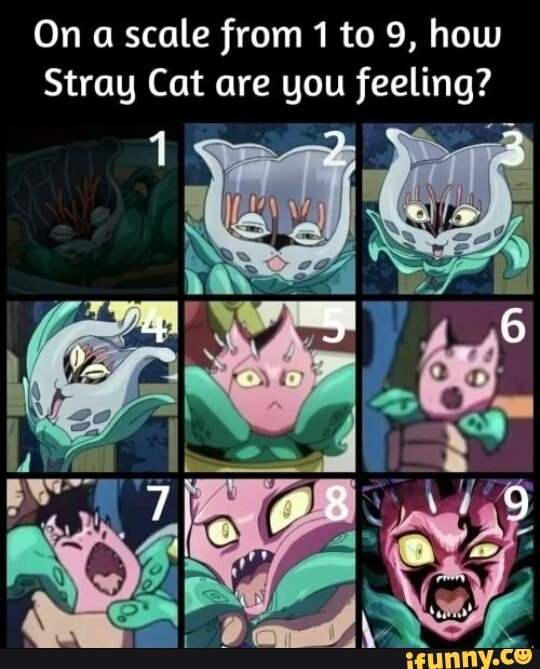 On Scale From 1 To 9 How Stray Cat Are You Feeling Ifunny