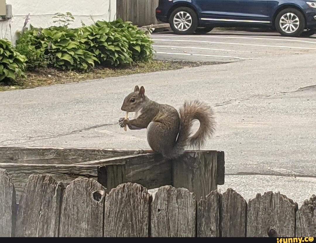 Squirrel memes. Best Collection of funny Squirrel pictures on iFunny