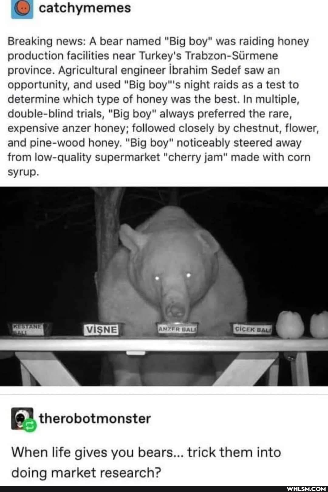 catchymemes
Breaking news: A bear named "Big boy" was raiding honey production facilities near Turkey's Trabzon-Surmene province. Agricultural engineer ibrahim Sedef saw an opportunity, and used "Big boys night raids as a test to determine which type of honey was the best. In multiple, double-blind trials, "Big boy" always preferred the rare, expensive anzer honey; followed closely by chestnut, flower, and pine-wood honey. "Big boy" noticeably steered away from low-quality supermarket "cherry jam" made with corn
syrup.
therobotmonster
When life gives you bears... trick them into doing market research?