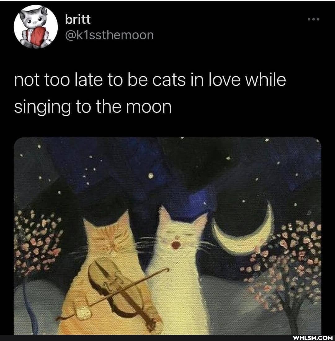 not too late to be cats in love while singing to the moon
