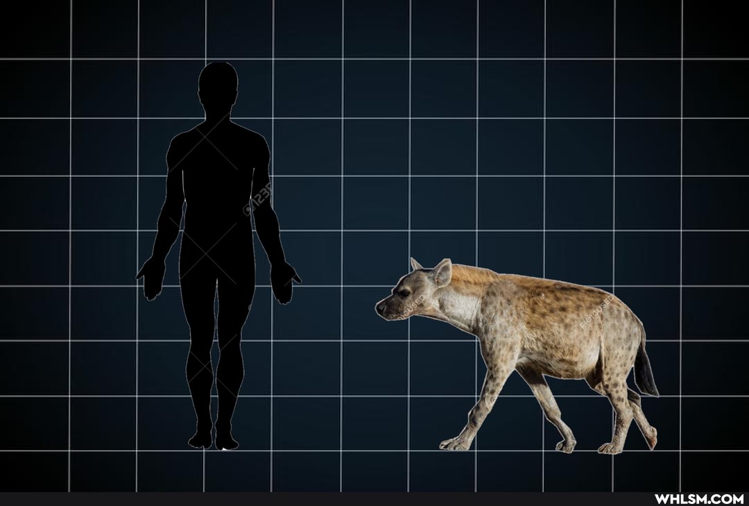 africa, comparison, hyena, size_comparison