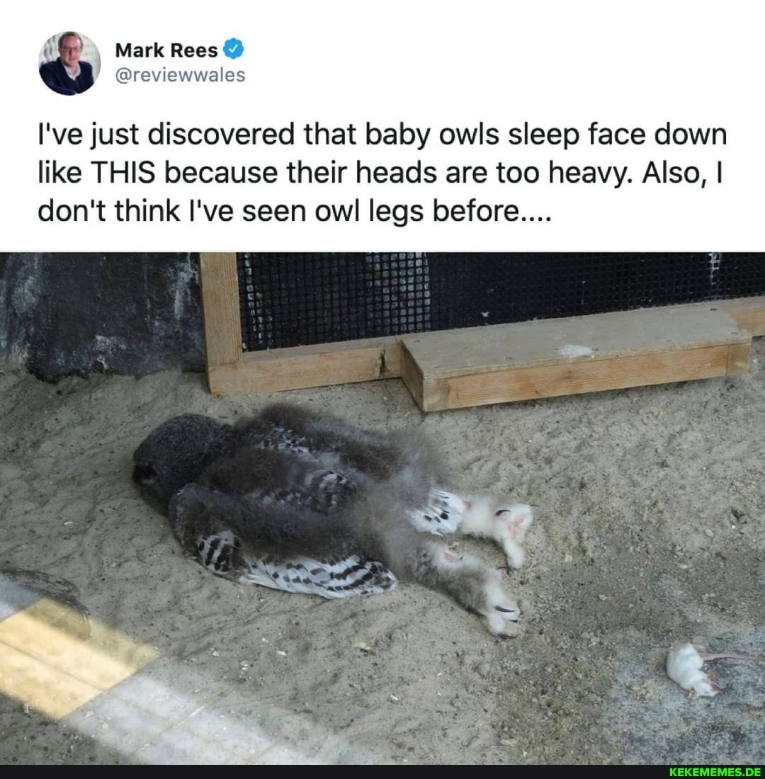 I've just discovered that baby owls sleep face down like THIS because their heads are too heavy. Also, I don't think I've seen owl legs before...