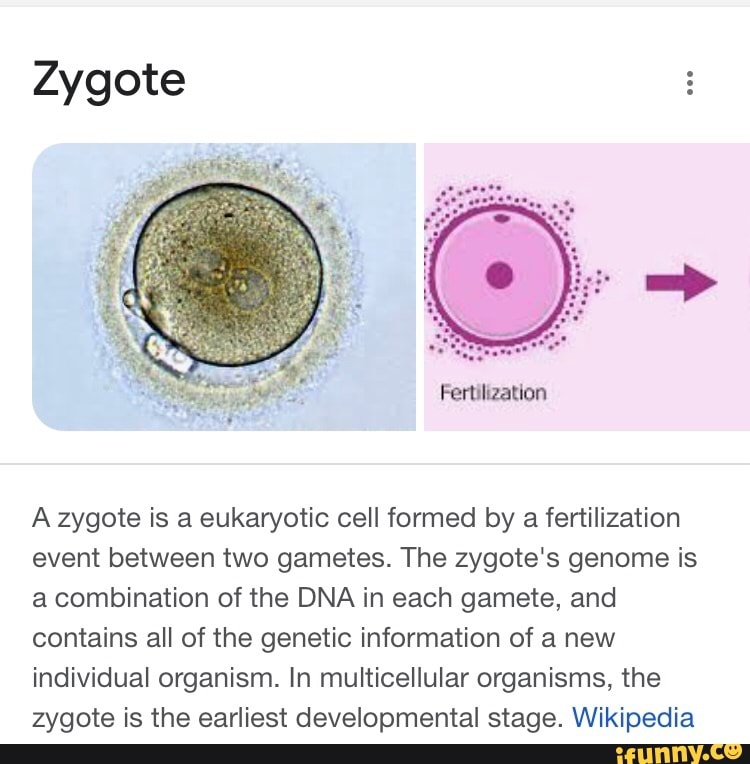 research paper about zygote