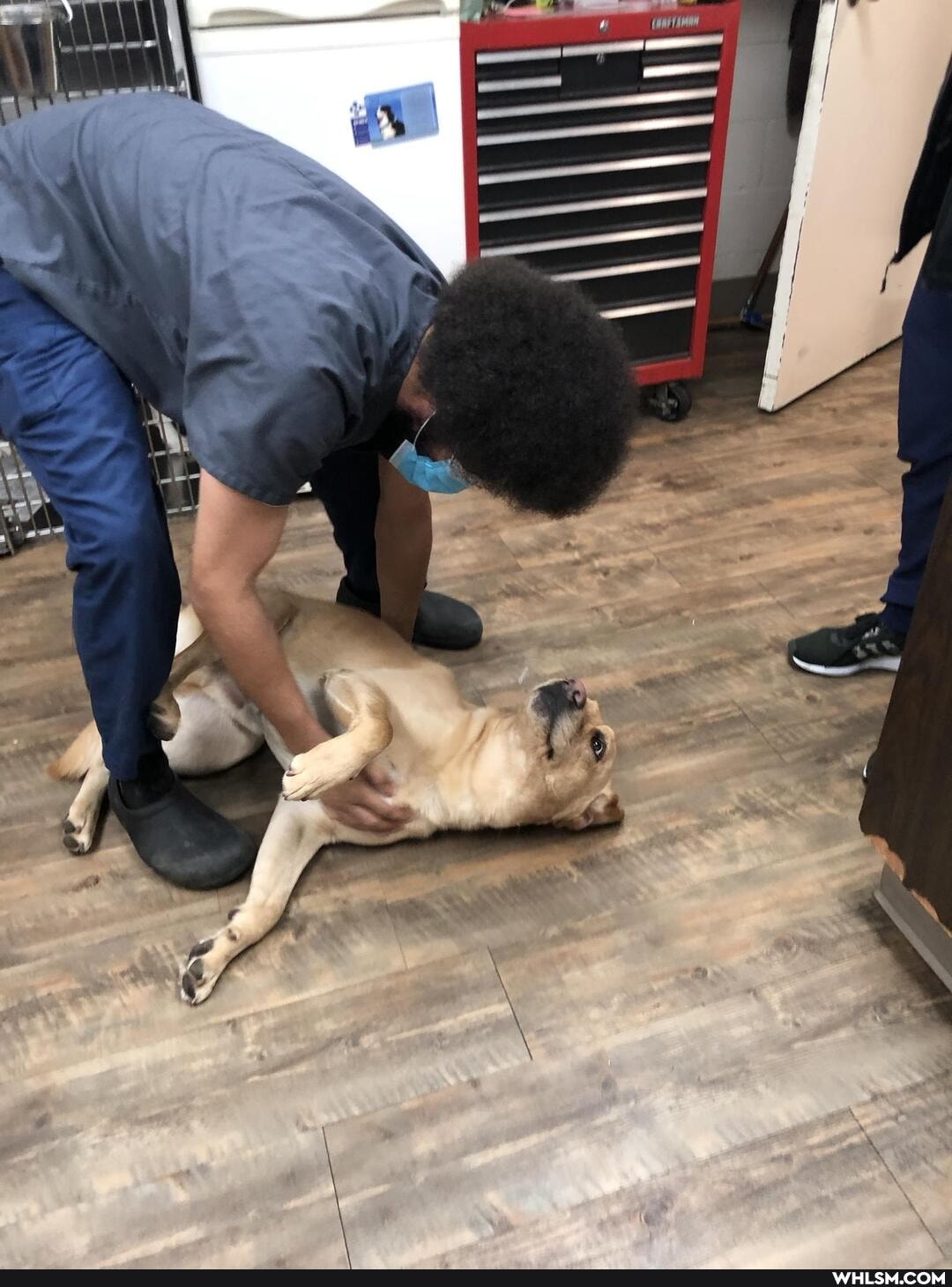 dogs, cats, doggo