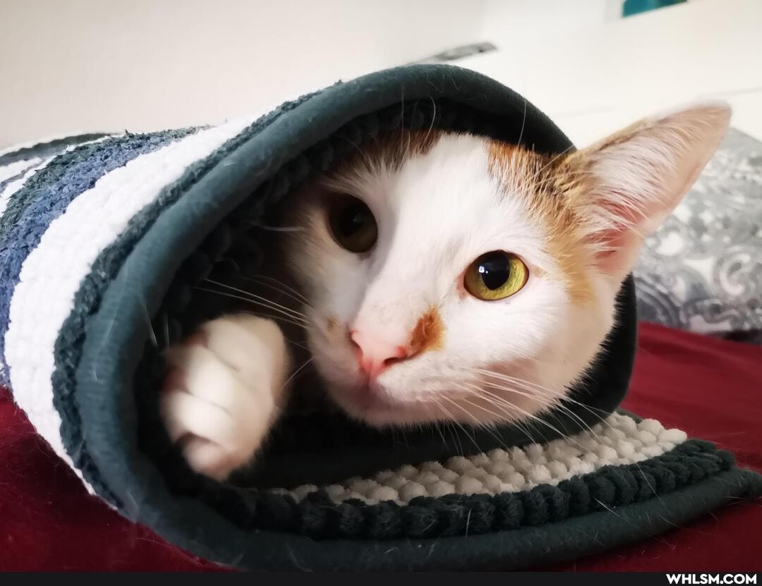 cat, aww, loveyourpets, cats