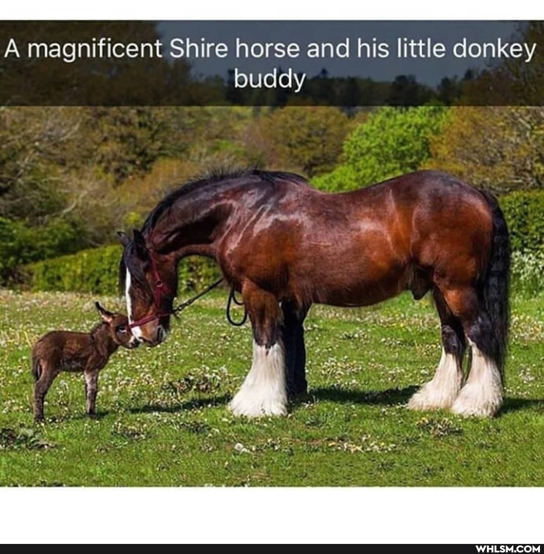 A magnificent Shire horse and his little donkey buddy