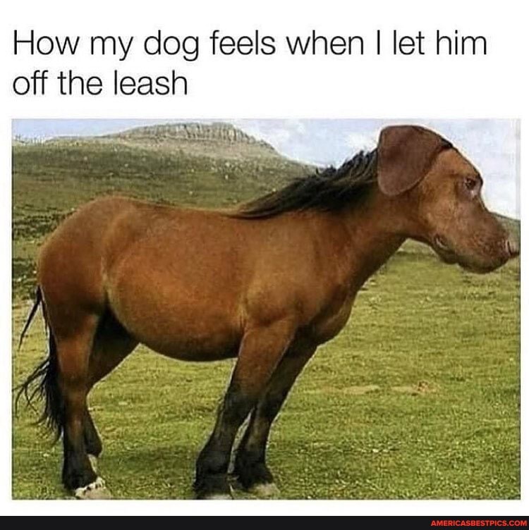 How my dog feels when I let him off the leash