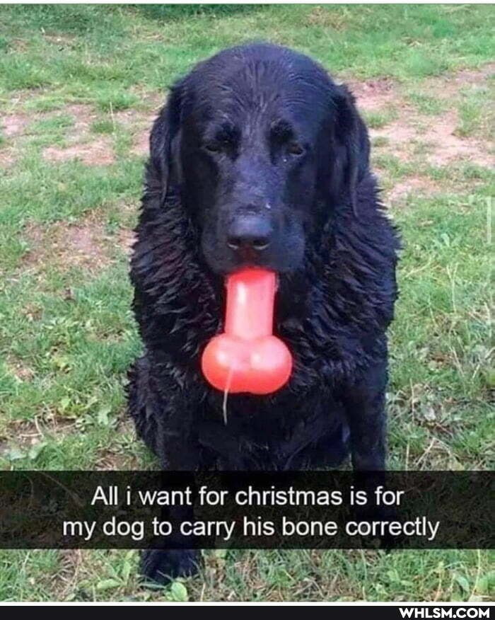 All i want for christmas is for
my dog to carry his bone correctly