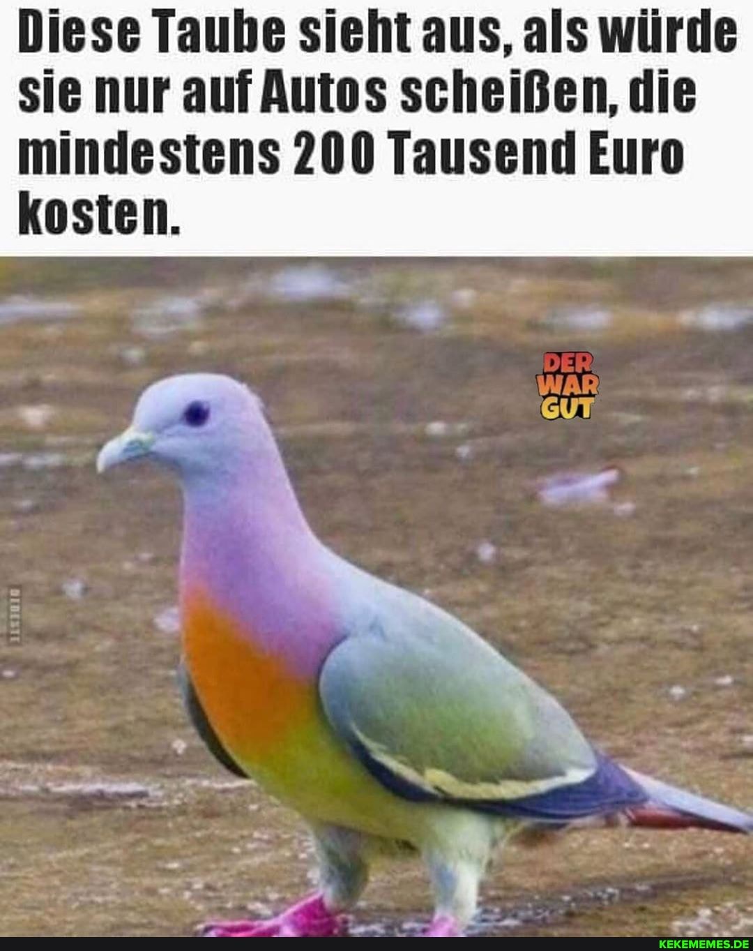 Diese Taube sieht aus, als würde sie nur auf Autos scheißen, die mindestens 200 Tausend Euro kosten.